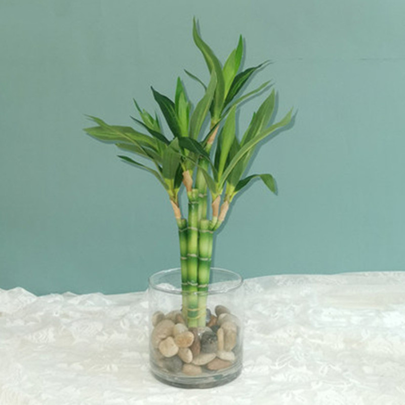 Yeni 40cm Yapay Şanslı Bambu S - Marine Fish Tank incelemesi ve fiyatı