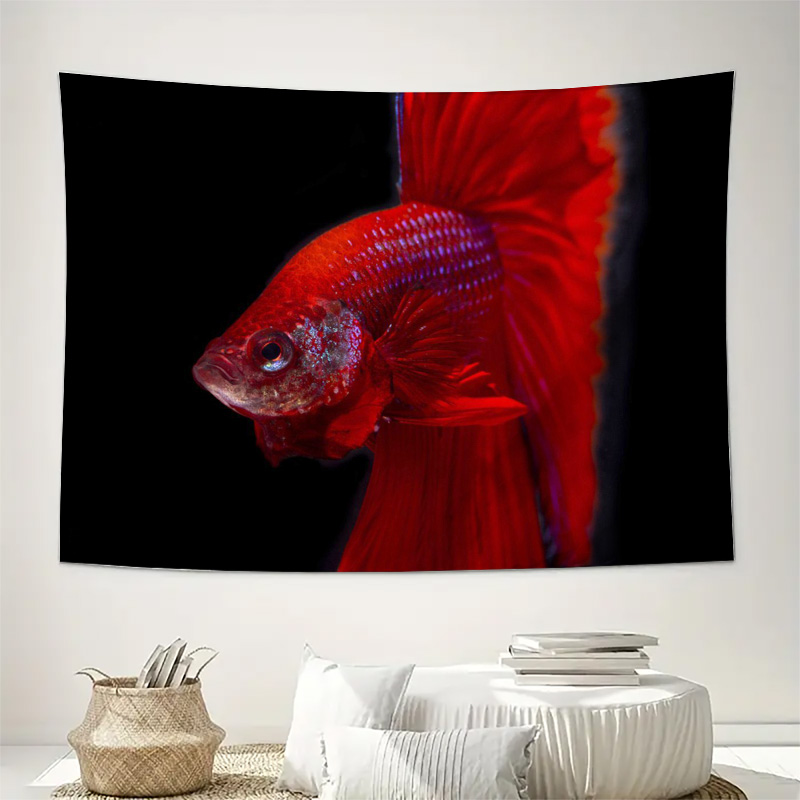 Canlı kırmızı Betta balığı gob - Ocean Aquarium incelemesi ve fiyatı